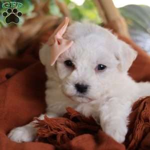 Tiny-Holly, Bichon Frise Puppy